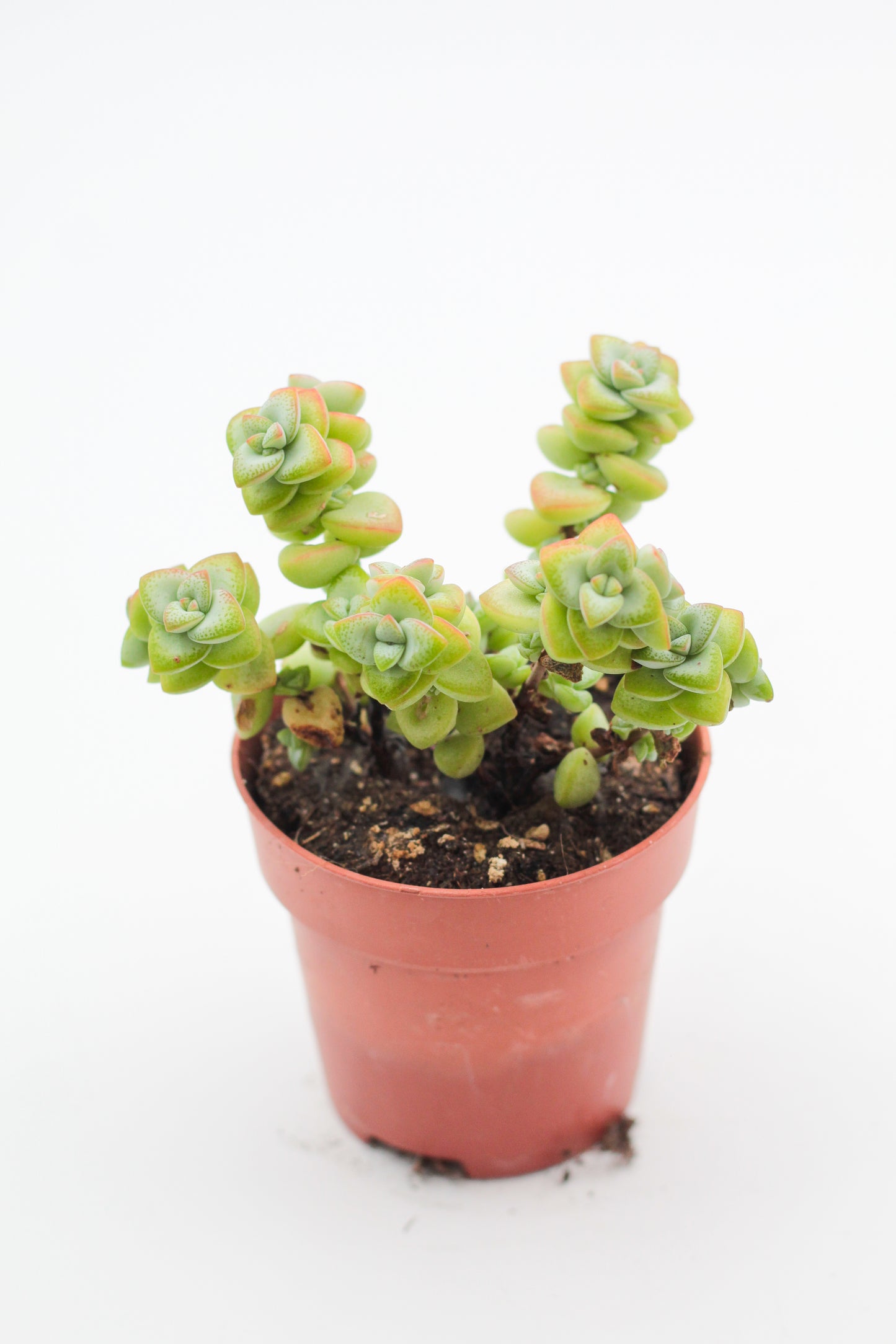 Crassula marnieriana "Jade necklace"