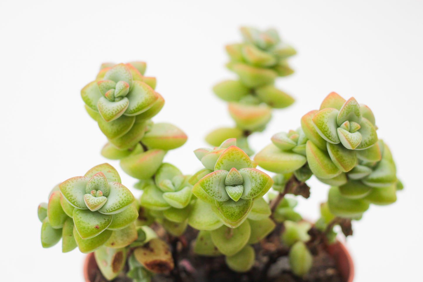 Crassula marnieriana "Jade necklace"