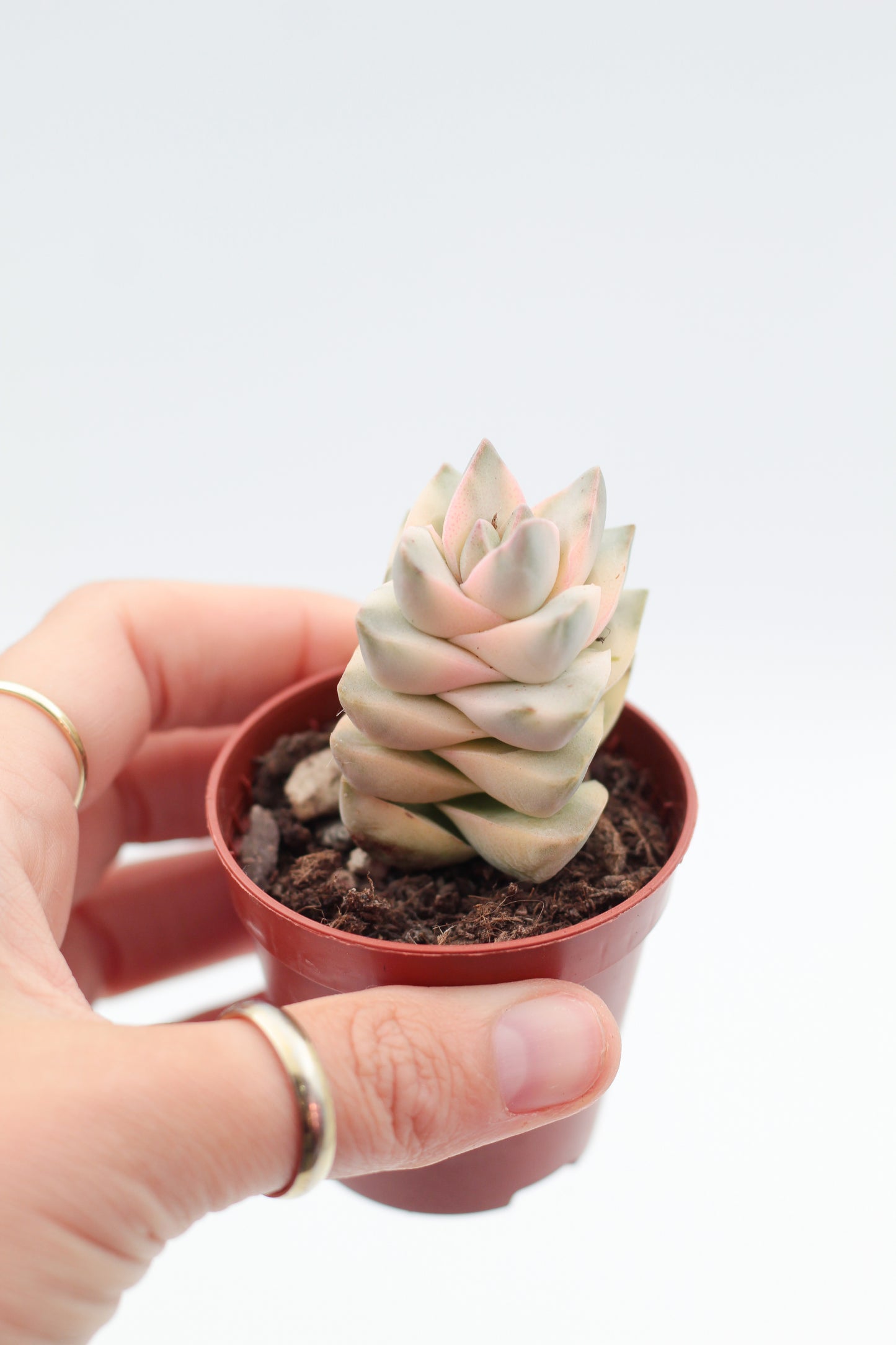 Crassula moonglow variegata