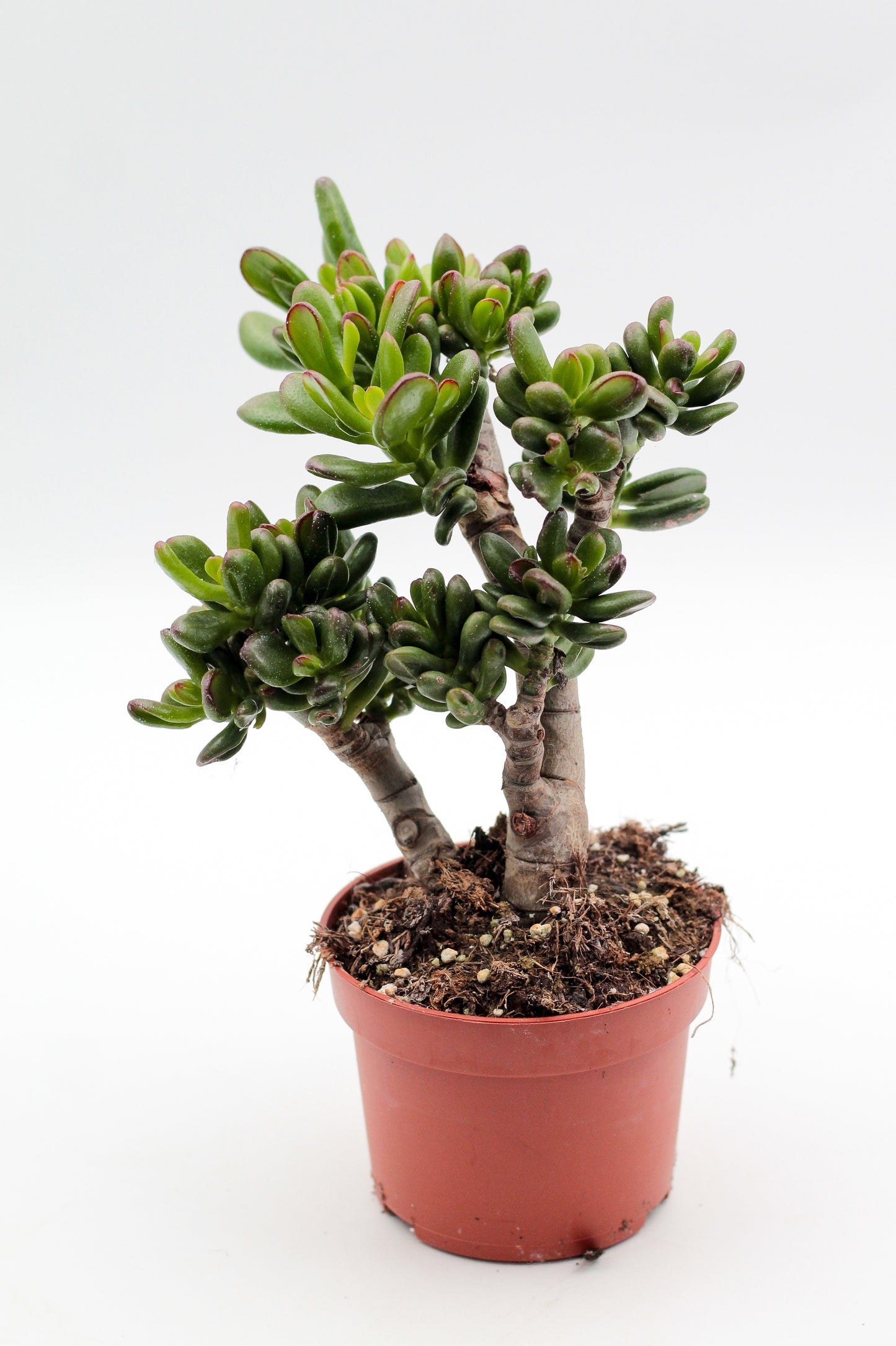 Crassula ovata Gandalf bonsai