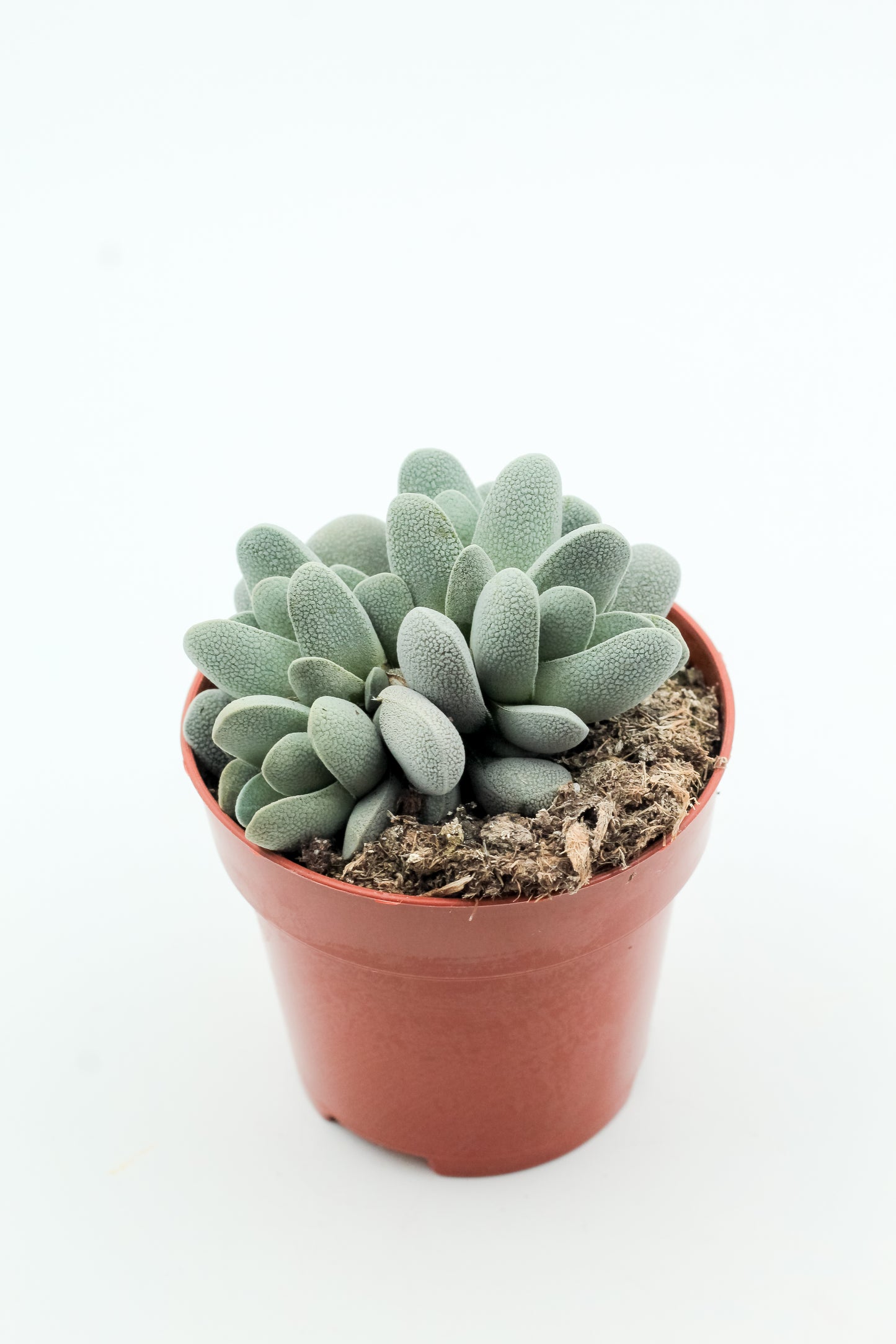 Crassula tecta