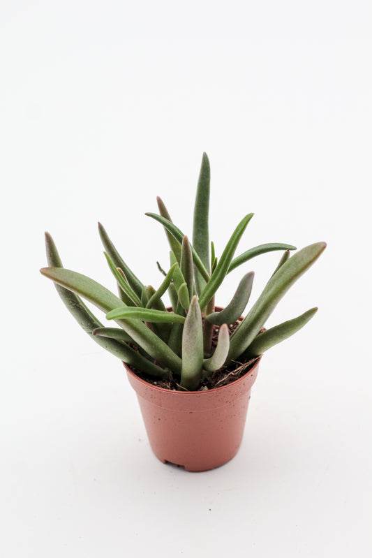 Crassula tetragona