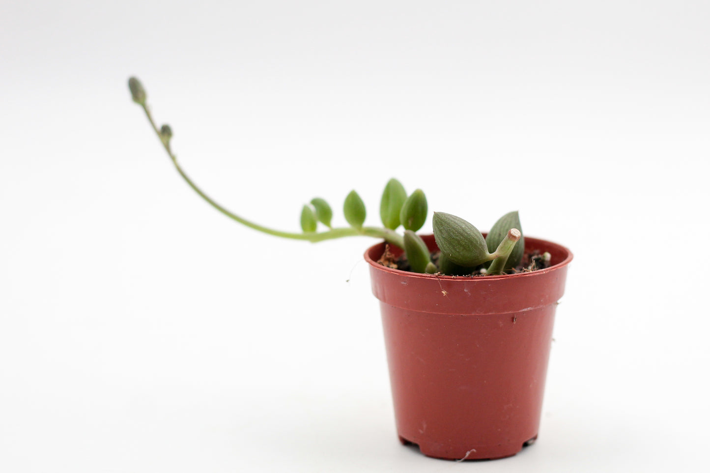 Curio herreanus (String of Watermelons)