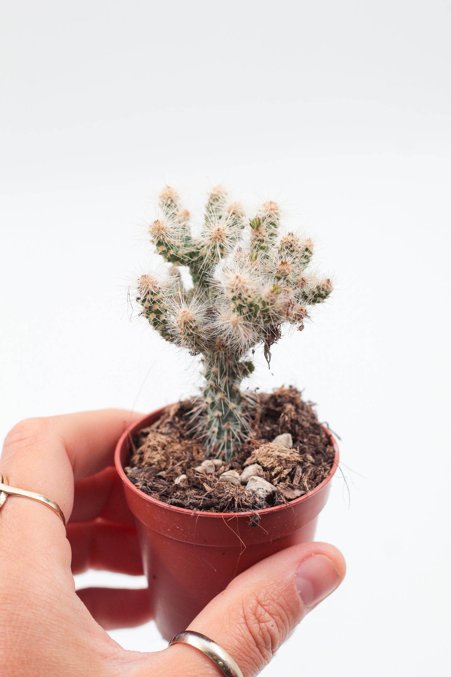 Cylindropuntia Spinosior