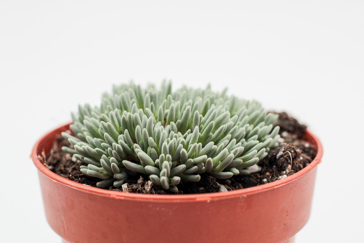 Delosperma sphalmanthoides