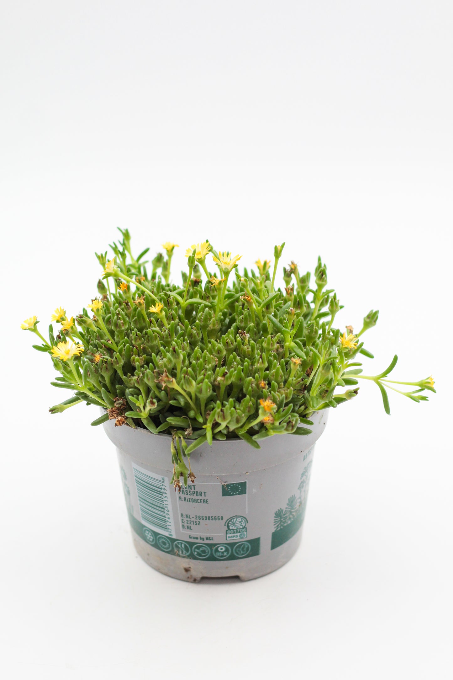 Delosperma coorperi geel "vaste ijsbloem"