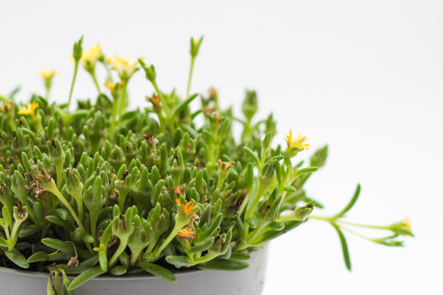 Delosperma coorperi geel "vaste ijsbloem"