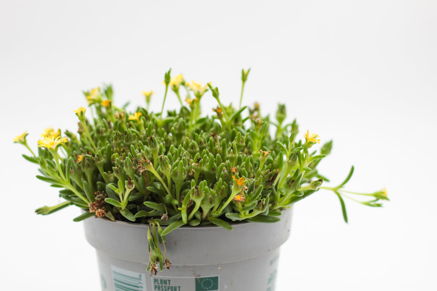 Delosperma coorperi geel "vaste ijsbloem"