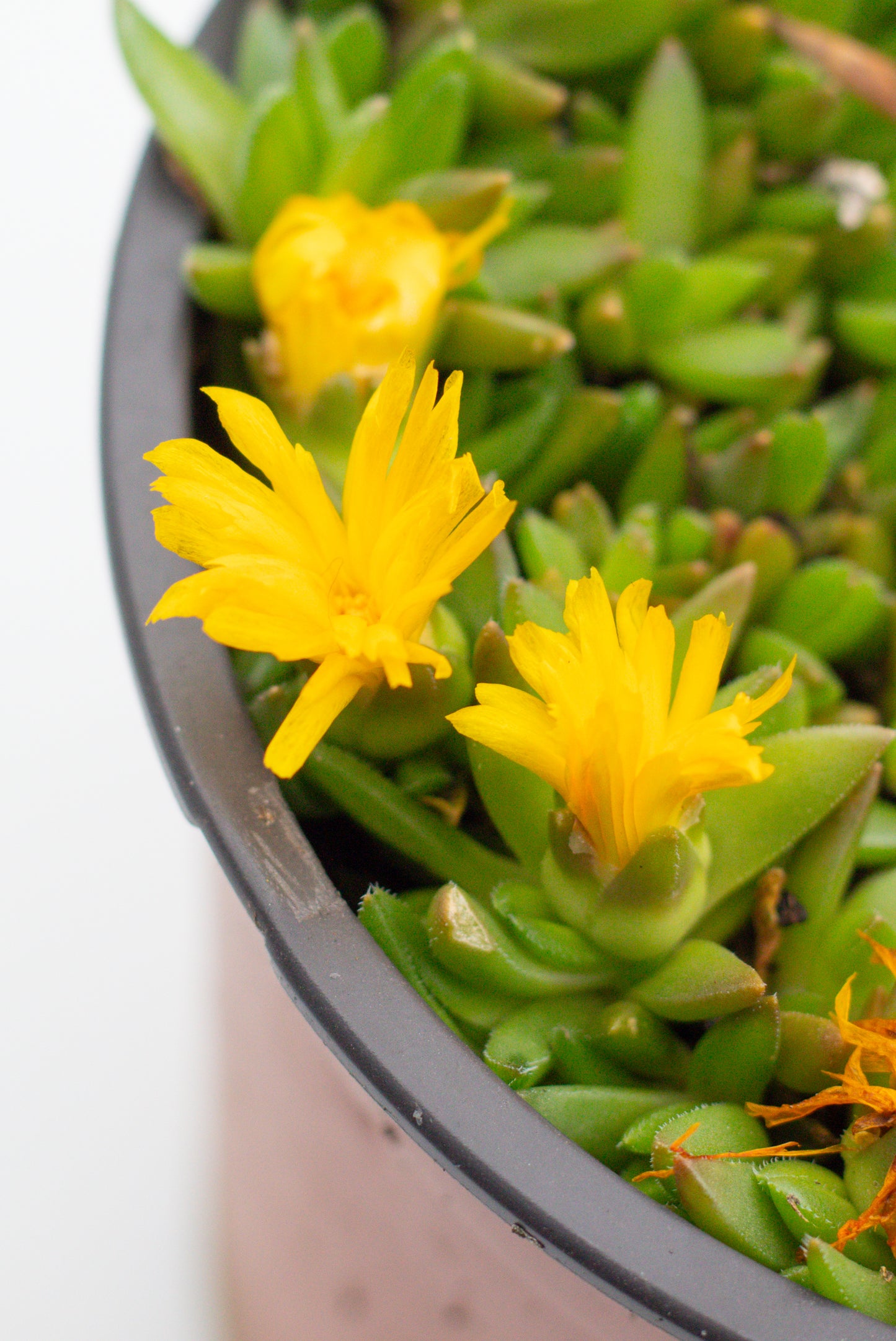 Delosperma coorperi geel "vaste ijsbloem"