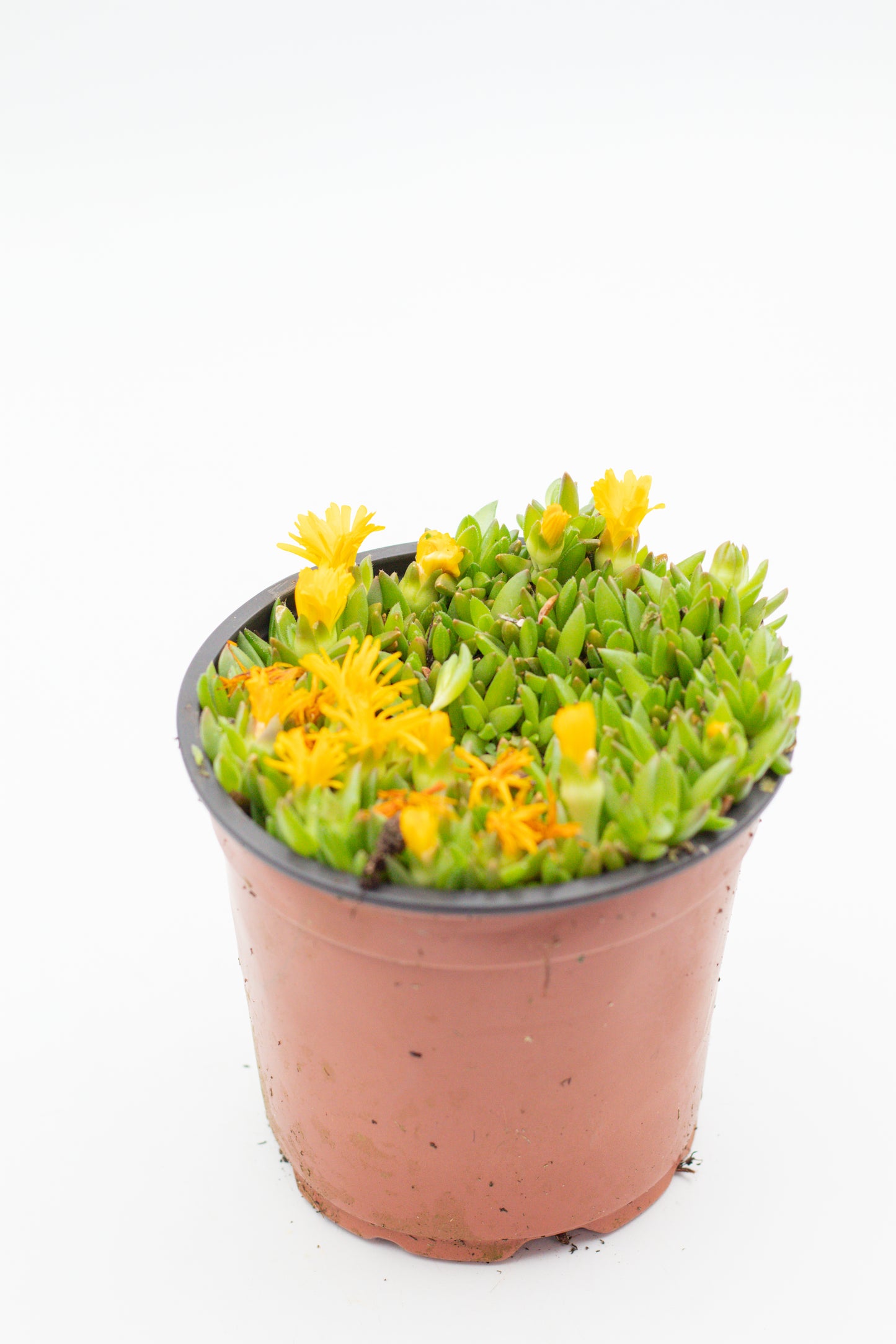Delosperma coorperi geel "vaste ijsbloem"