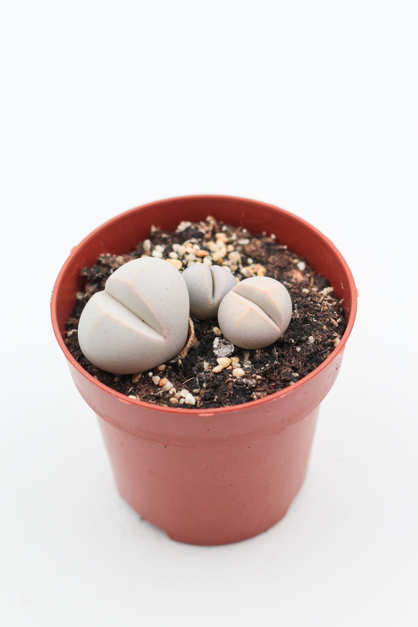 Dinteranthus microspermus
