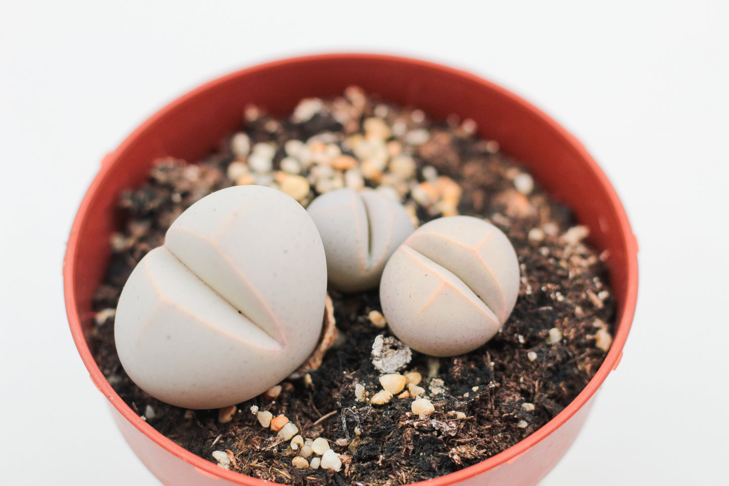 Dinteranthus microspermus