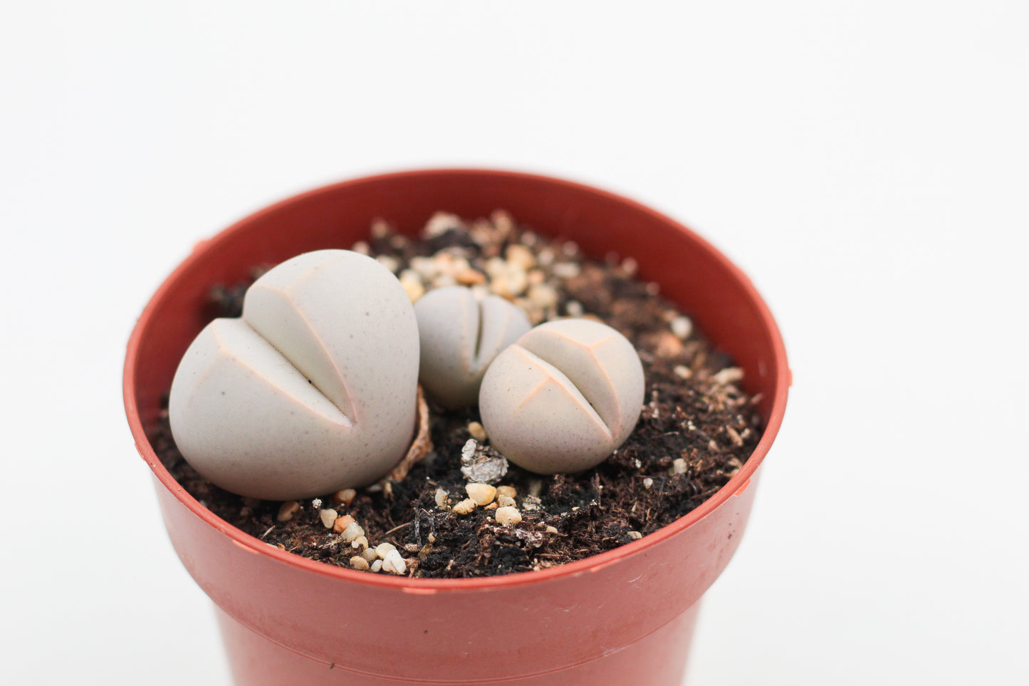 Dinteranthus microspermus