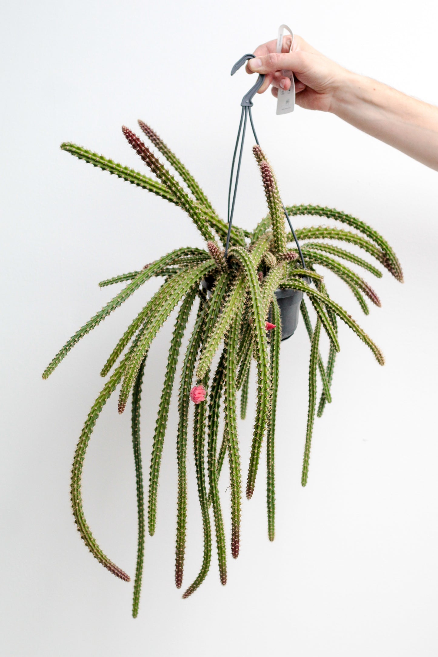 Disocactus x mallisonii