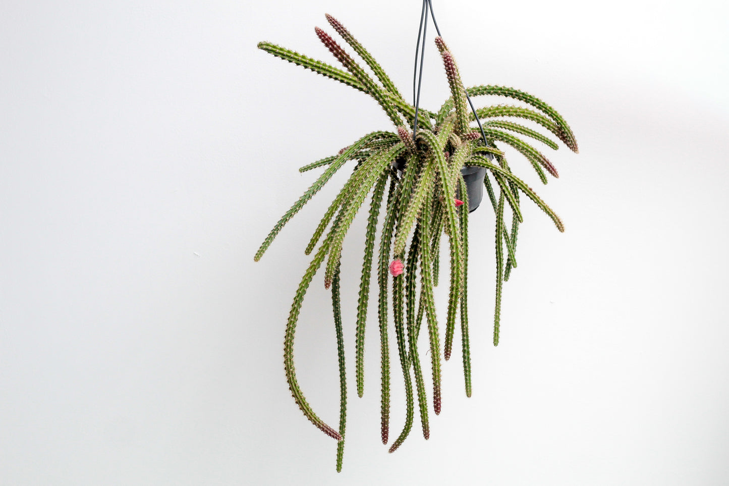 Disocactus x mallisonii