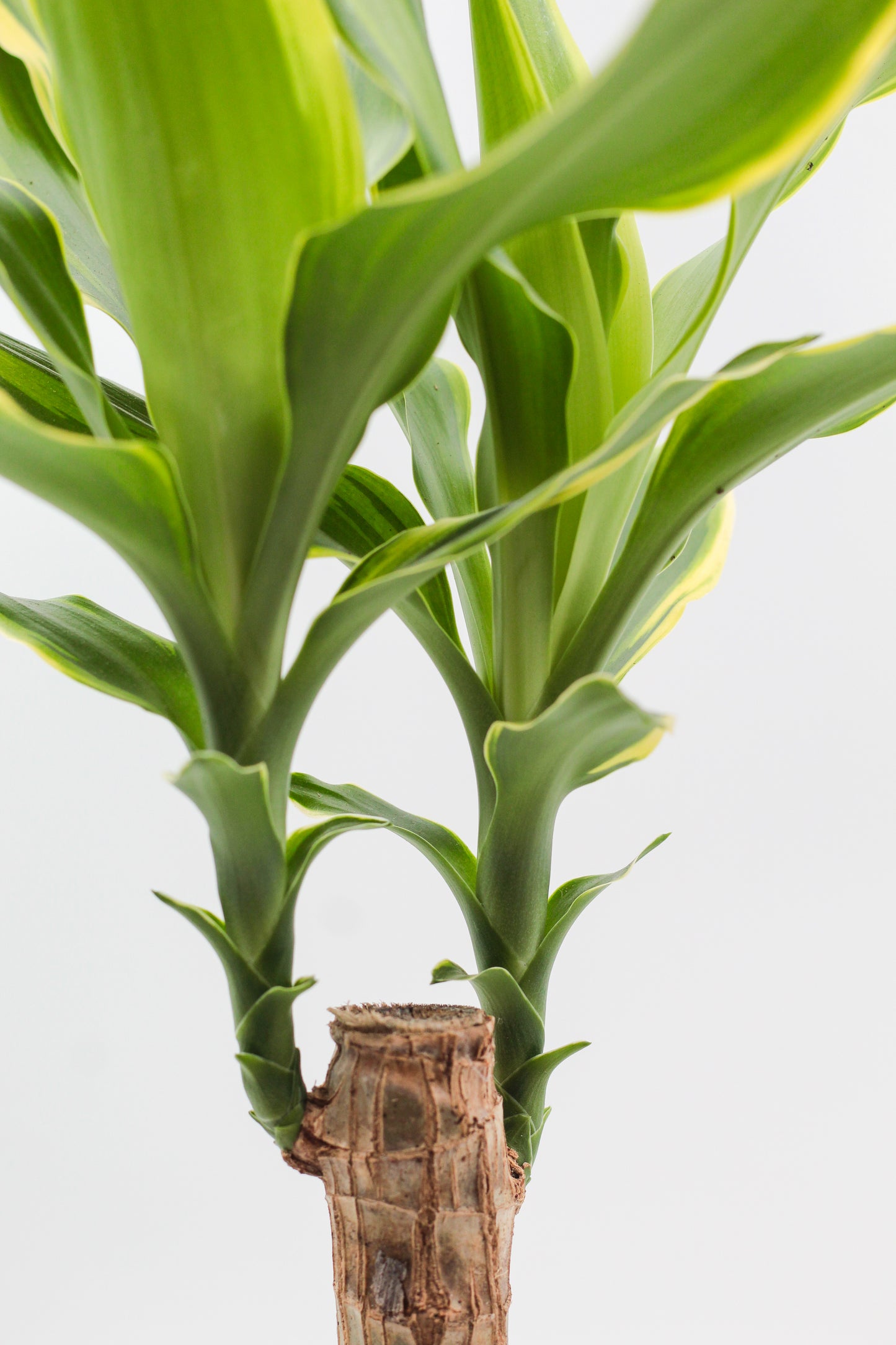 Dracaena fragrans Golden Coast