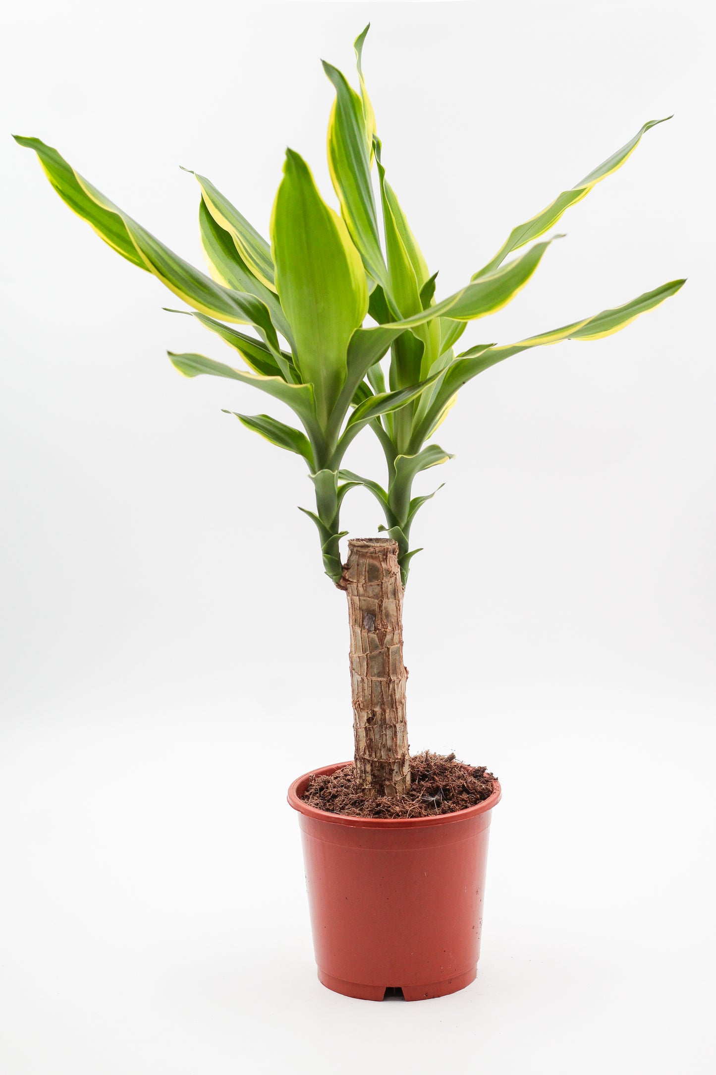 Dracaena fragrans Golden Coast