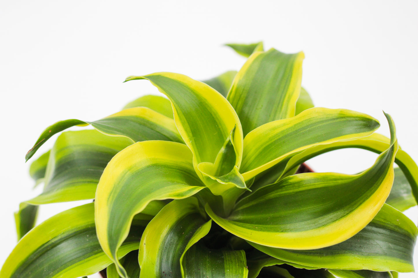 Dracaena fragrans Tornado