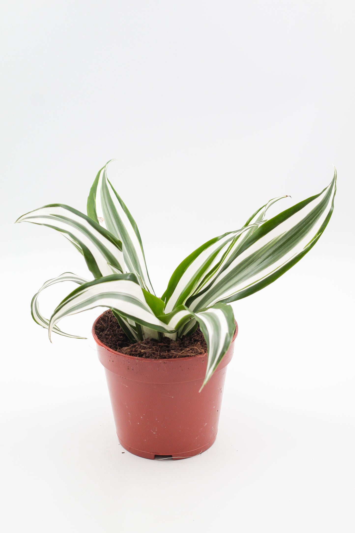 Dracaena fragrans White Jewel