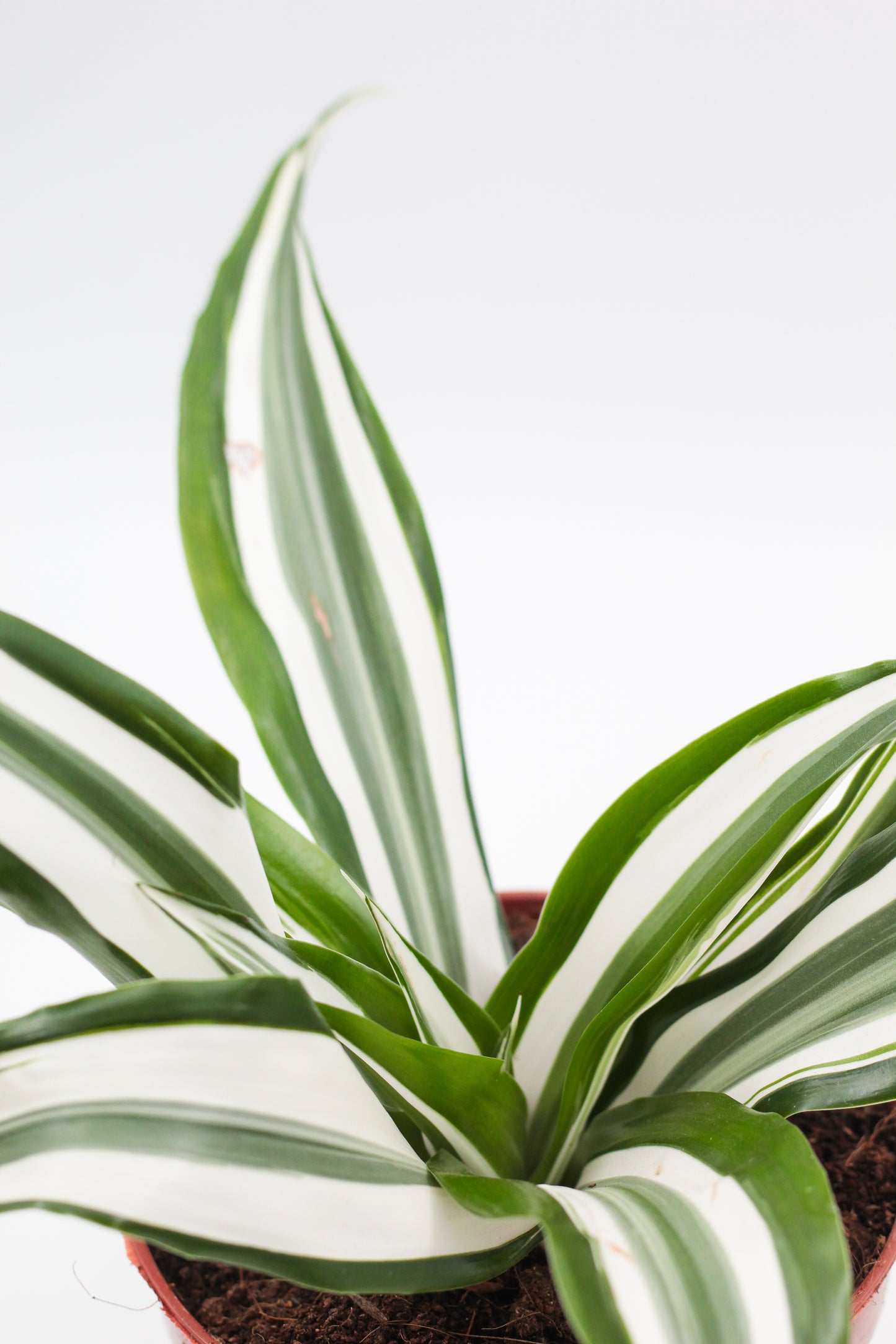 Dracaena fragrans White Jewel