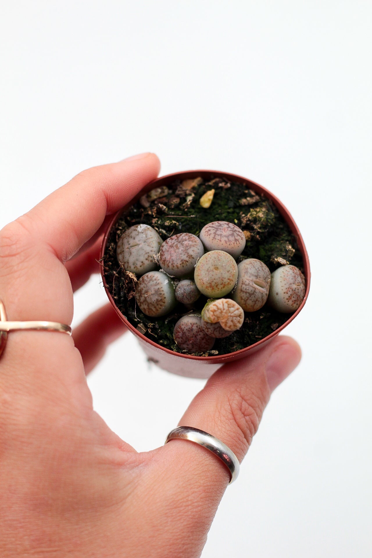 Lithops pseudotruncatella