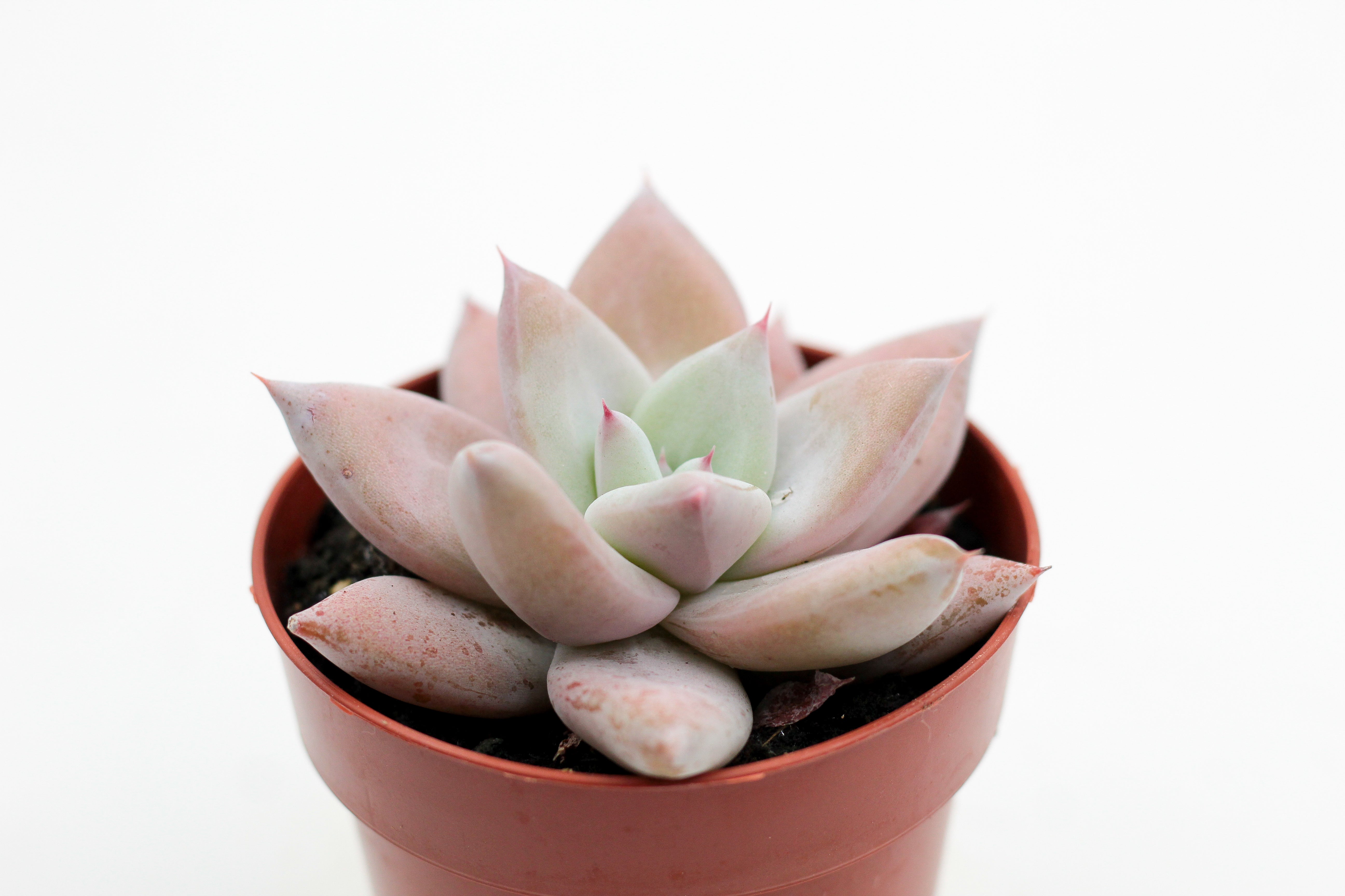 echeveria colorata succulent Echeveria Colorata 'Mexican Giant' – ikhebeencactus