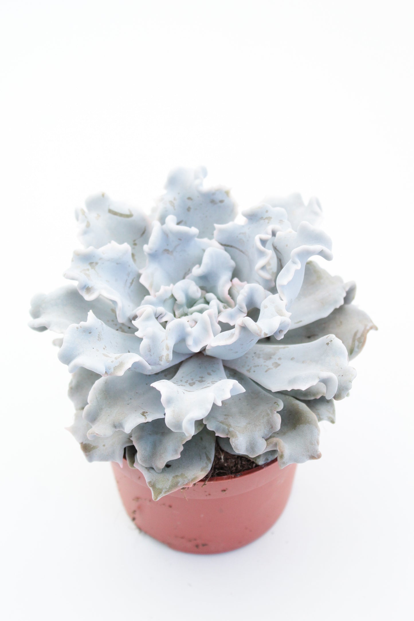 Echeveria Crispate Beauty