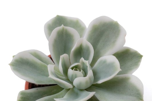 Echeveria Lemon Lime variegata