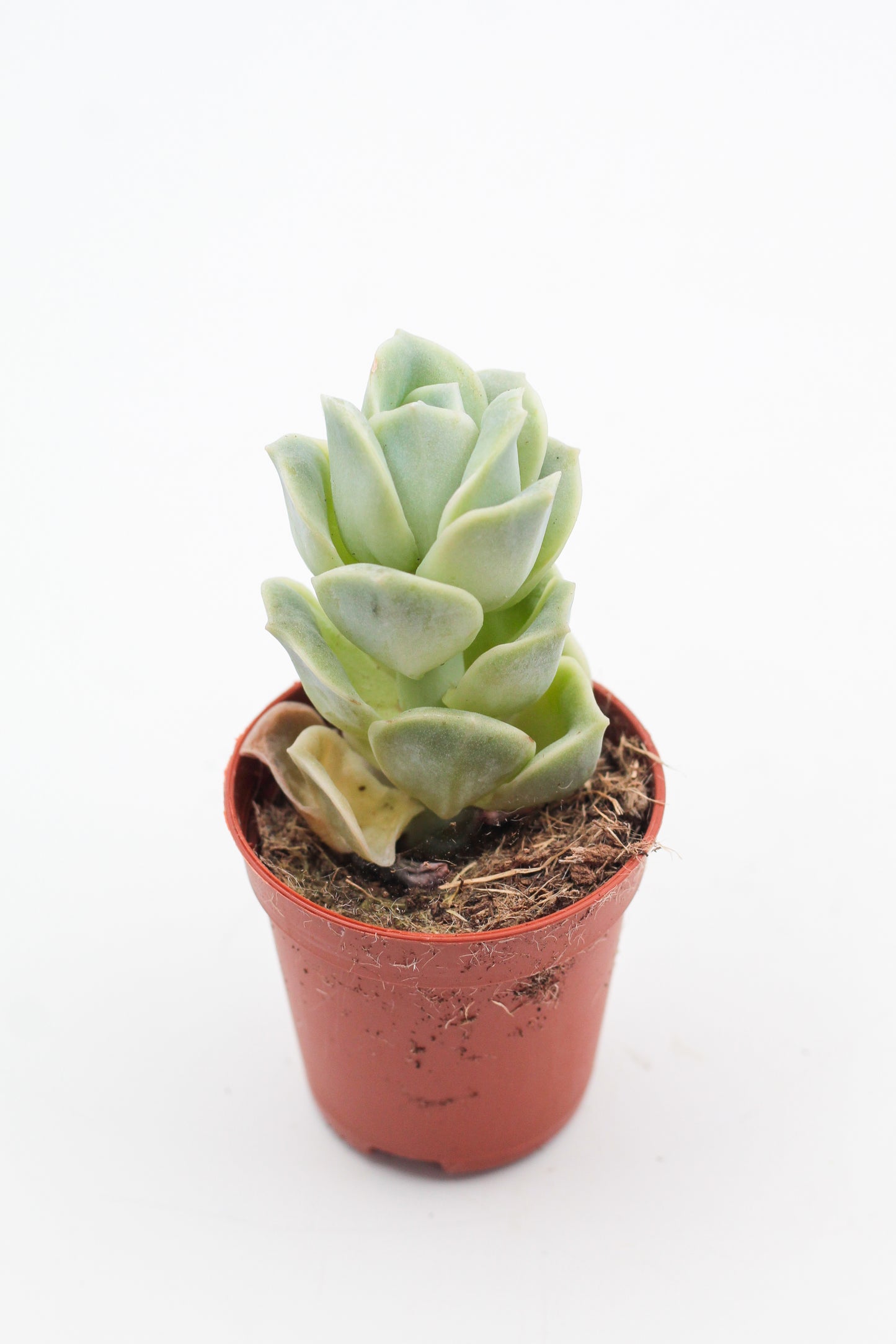 Echeveria Lovely Rose