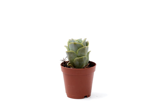 Echeveria Lovely Rose