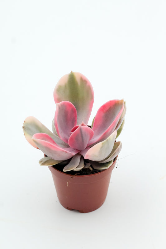 Echeveria Rainbow