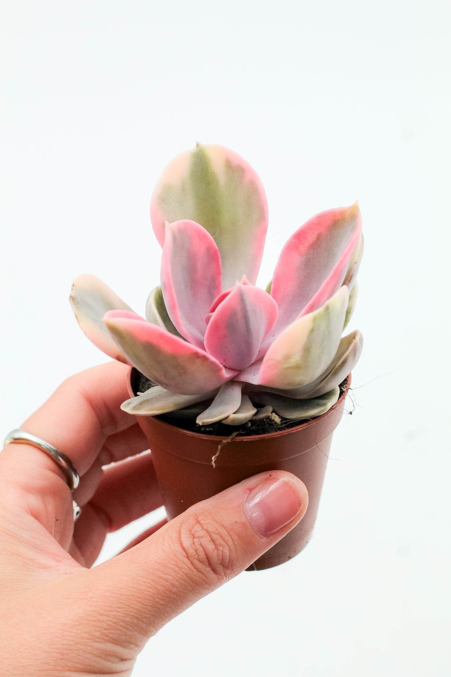 Echeveria Rainbow