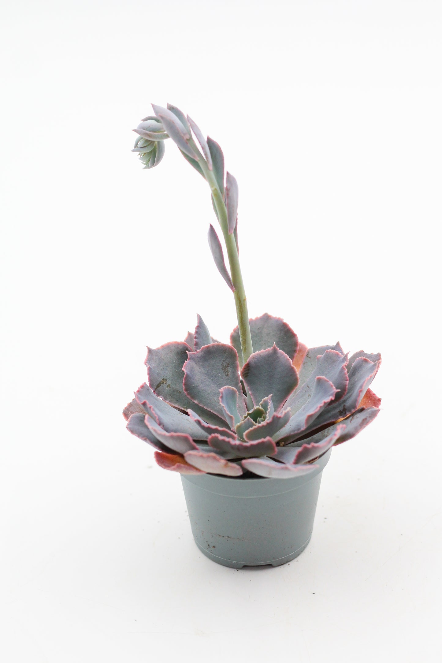 Echeveria Shaviana Pink Frills