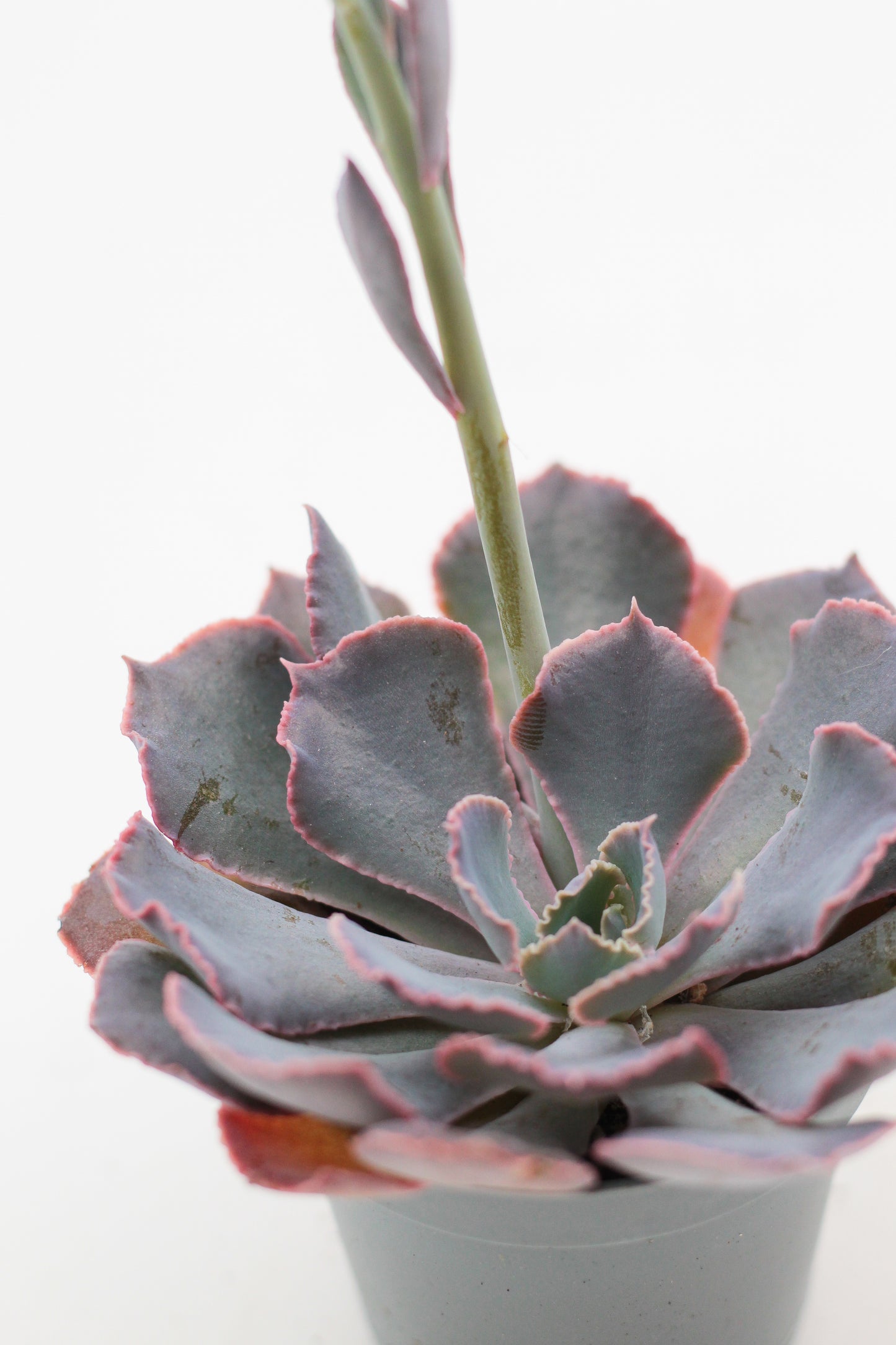 Echeveria Shaviana Pink Frills