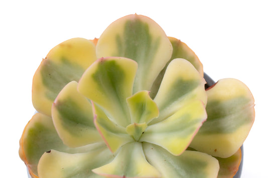 Echeveria Sunset peony variegata