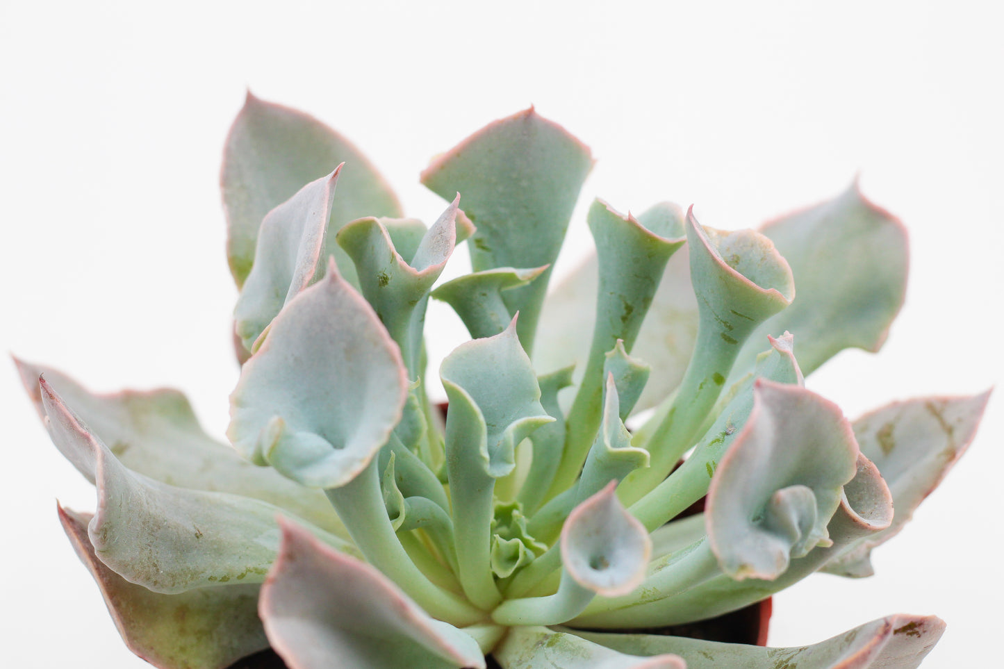 Echeveria Trumpet Pinky