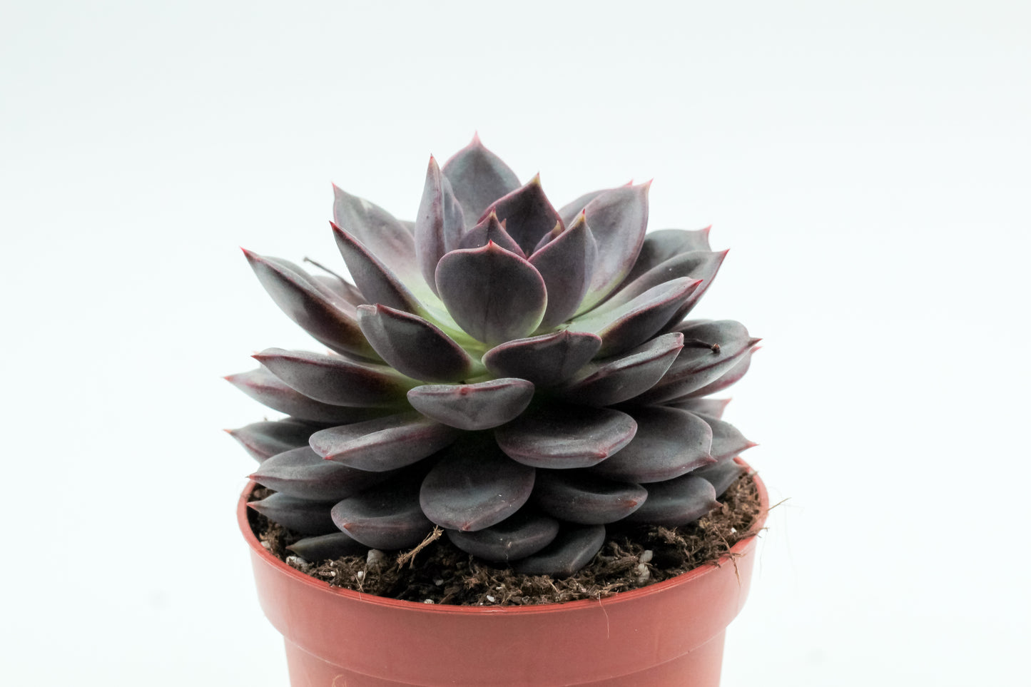 Echeveria Purple Zaragoza