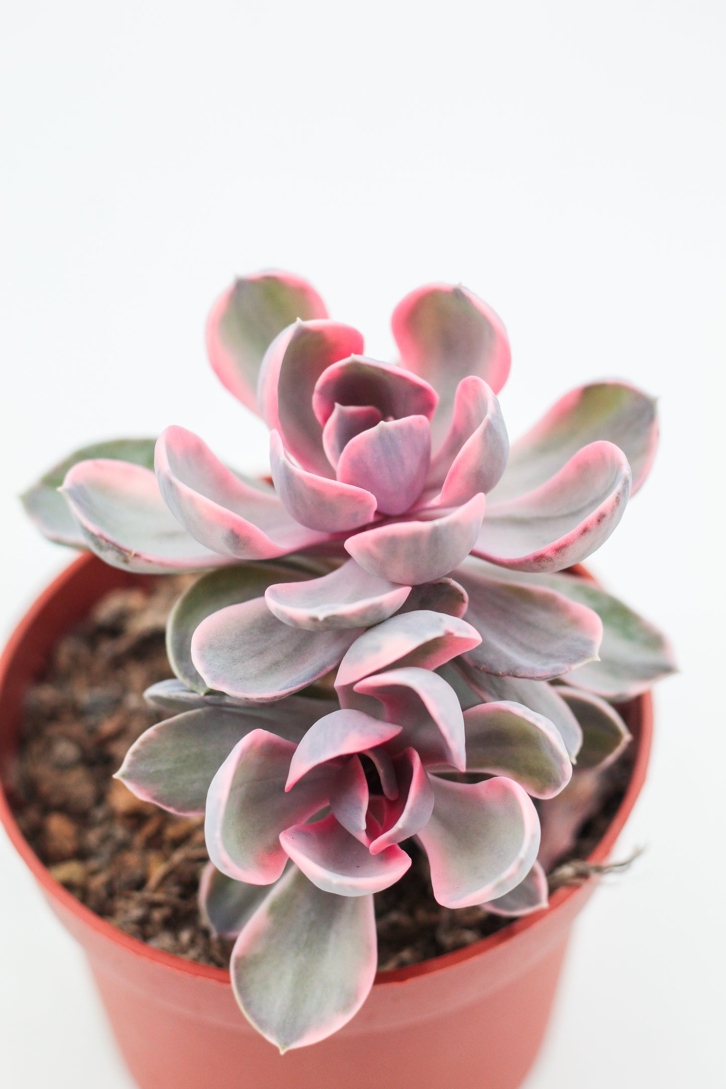 Echeveria Rainbow