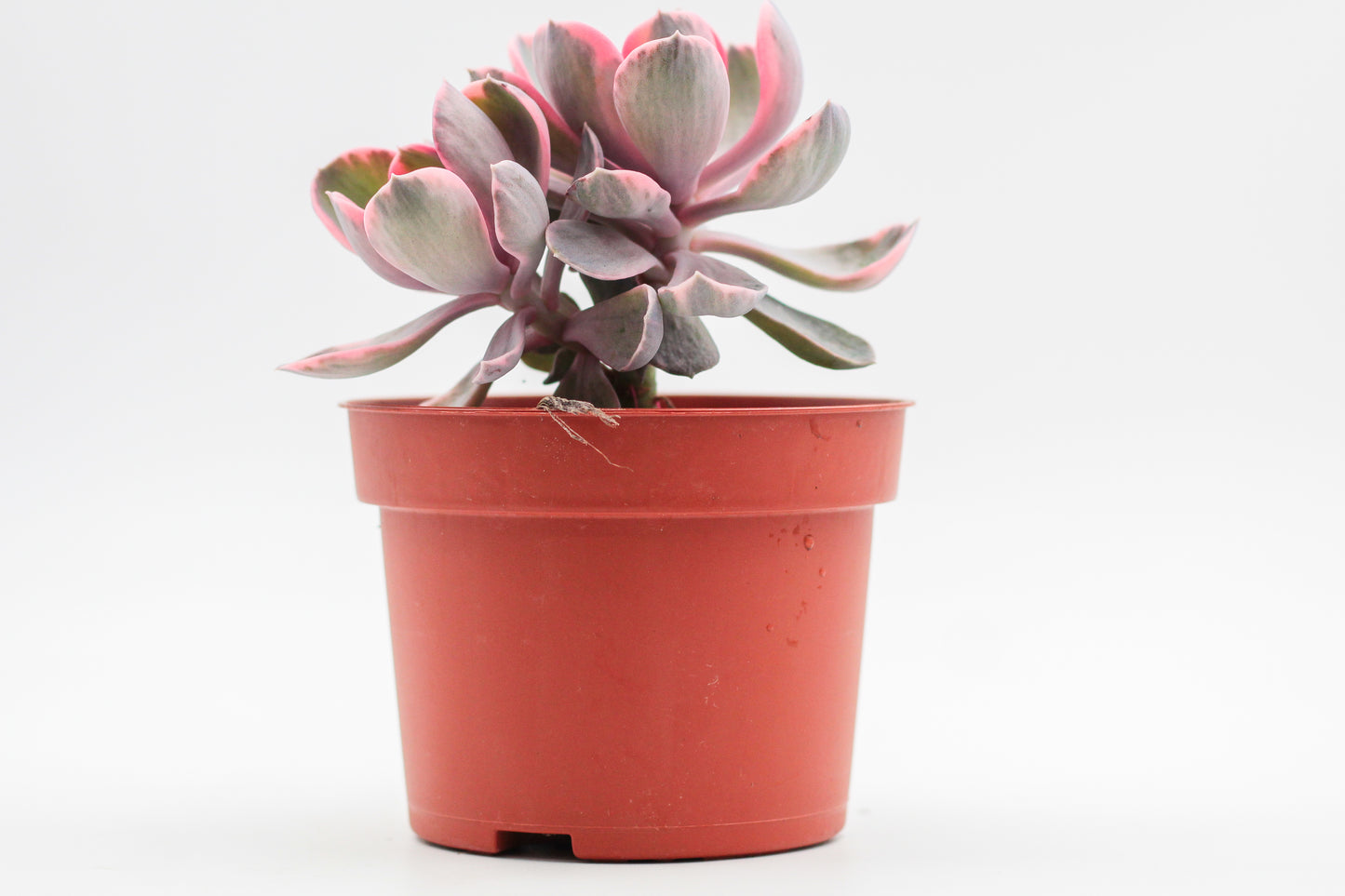 Echeveria Rainbow
