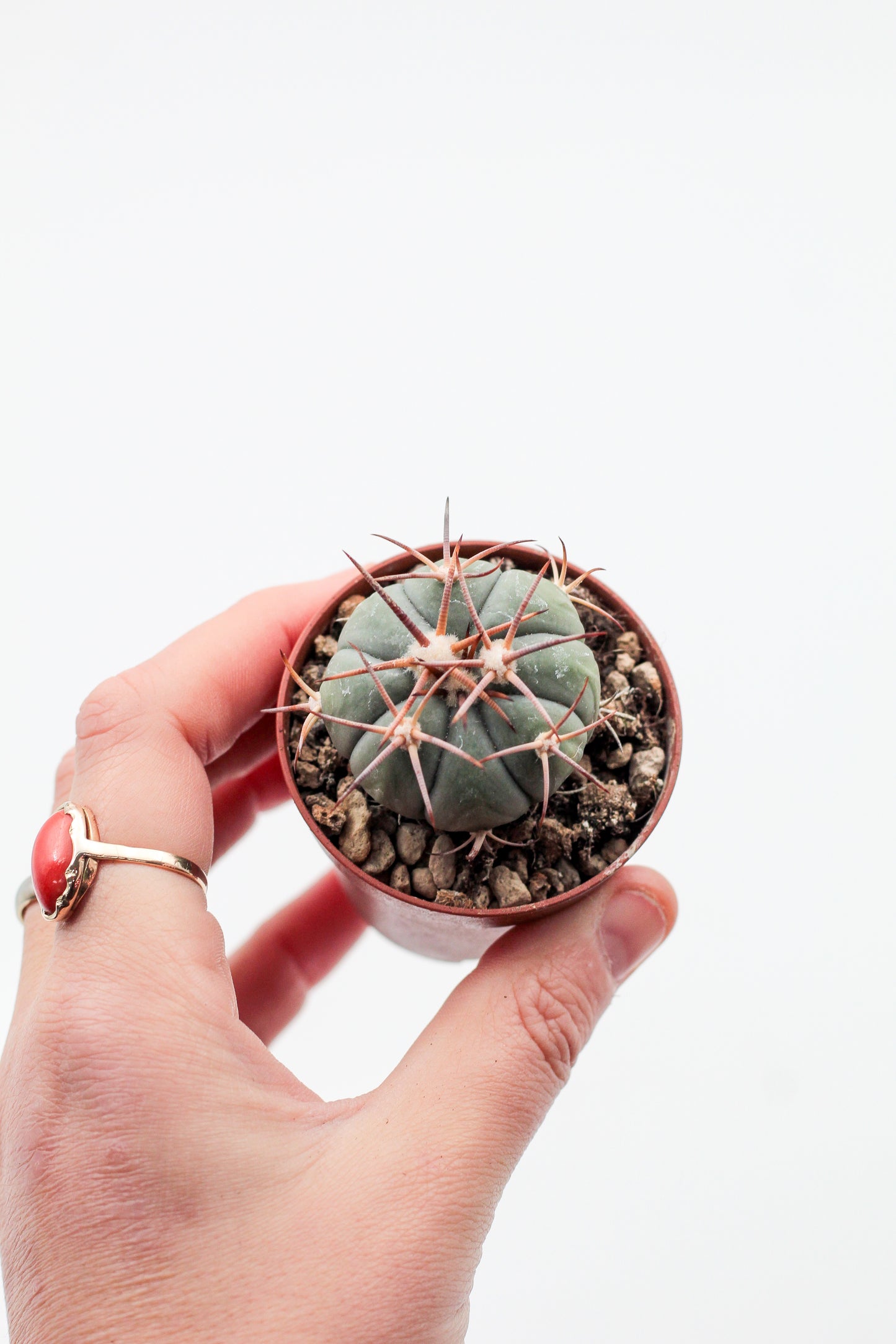 Echinocactus horizonthalonius