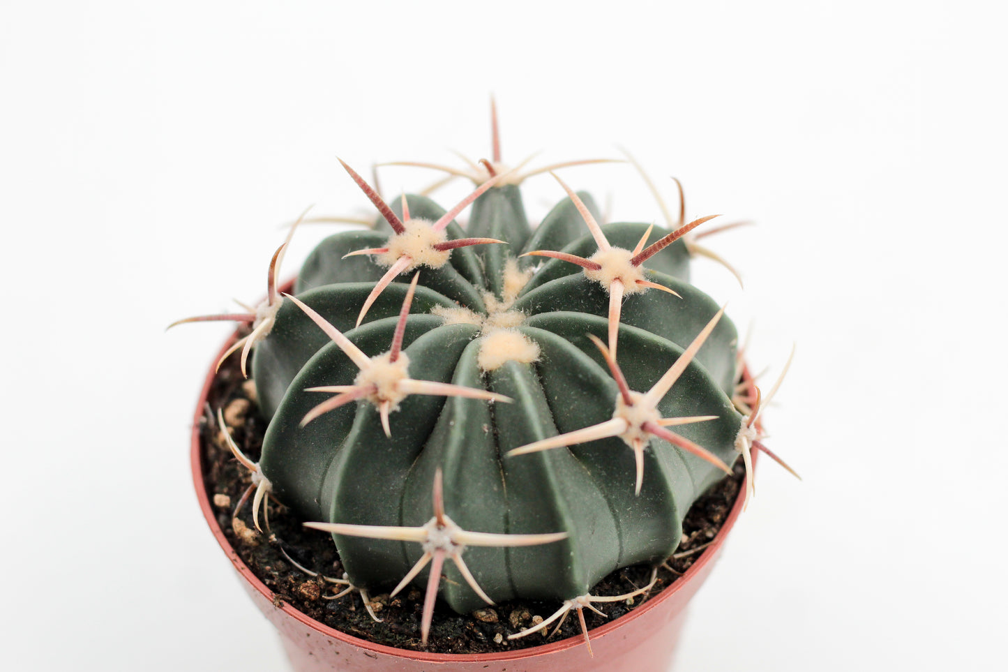 Echinocactus texensis