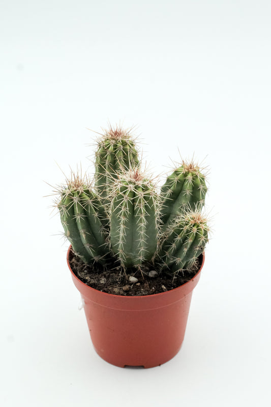 Echinocereus enneacanthus var. sarissophorus