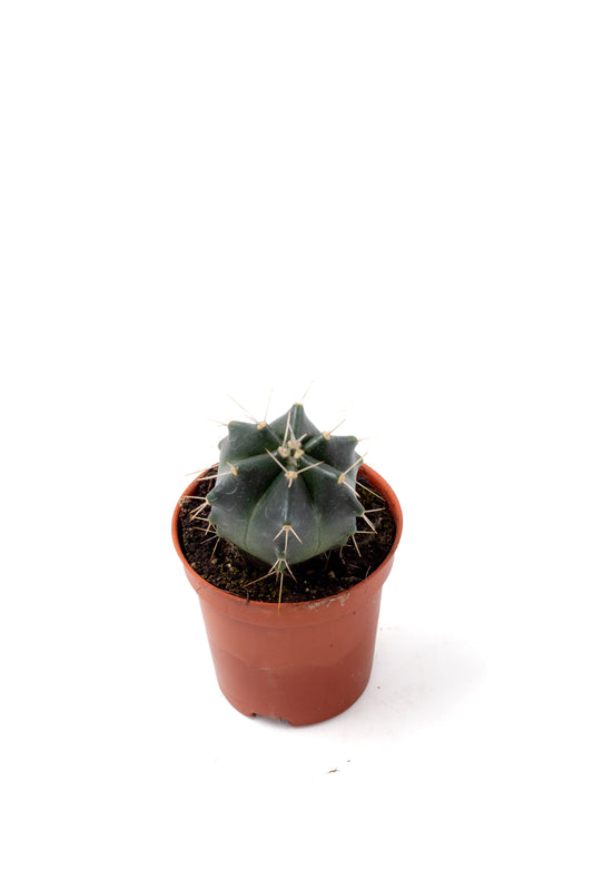 Echinocereus knippelianus