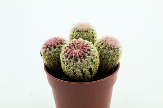 Echinocereus pectinatus rubispinus mini's