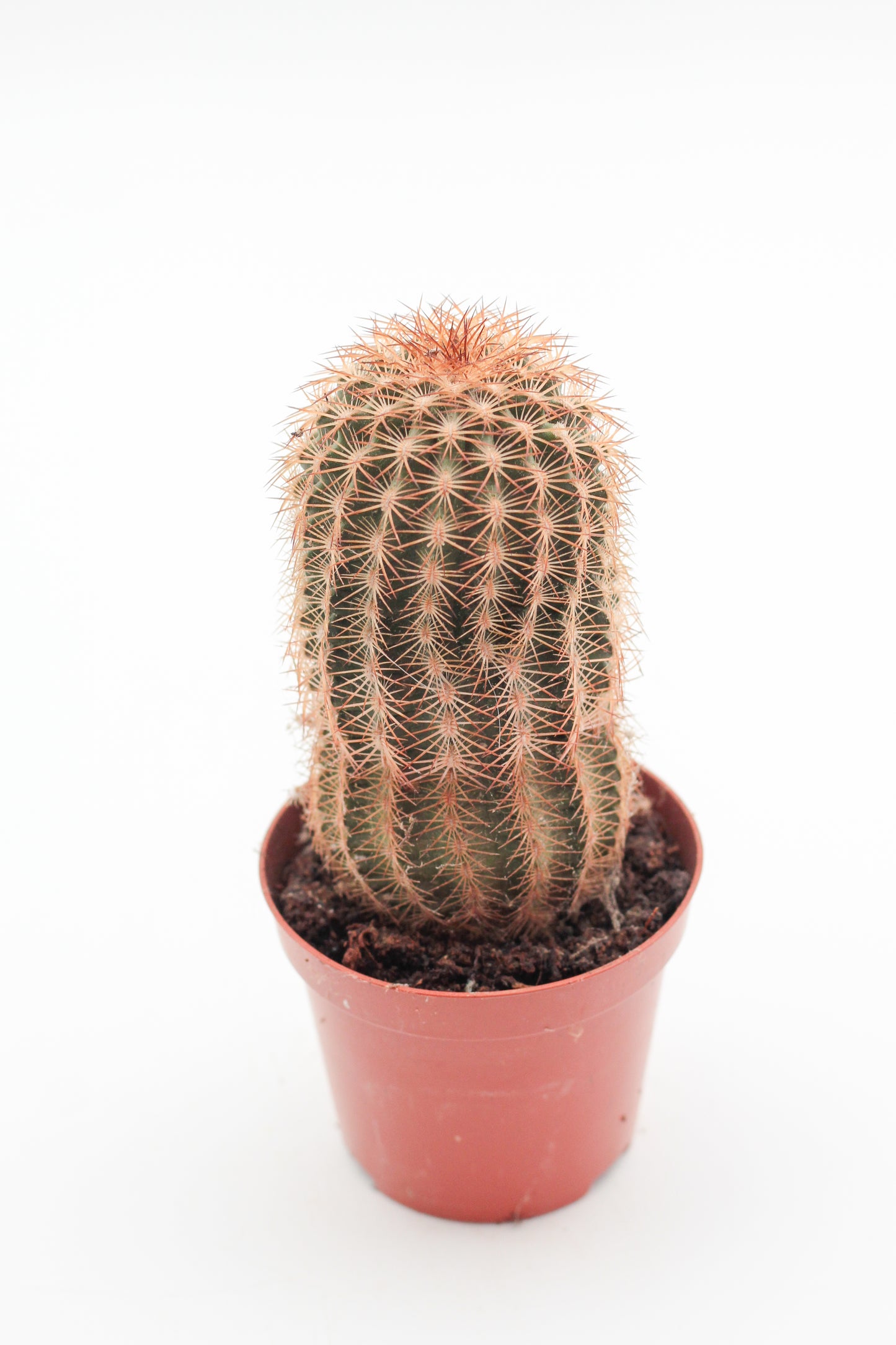 Echinocereus reichenbachii