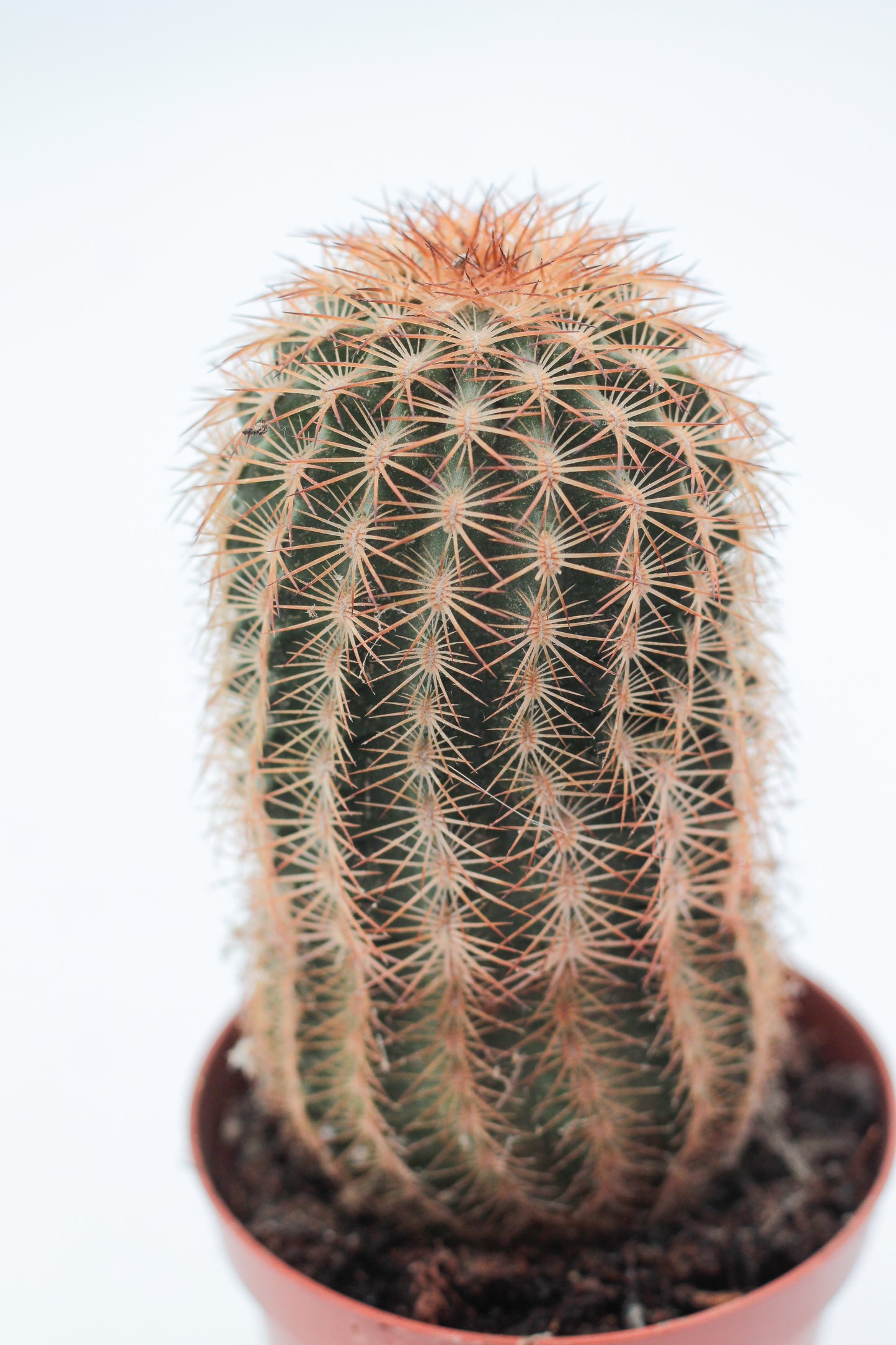 Echinocereus reichenbachii