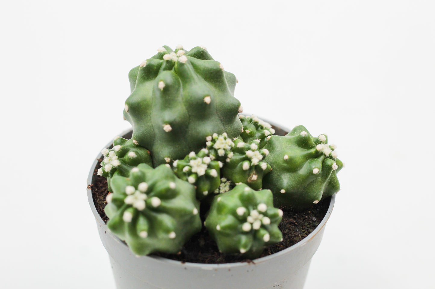 Echinocereus triglochidiatus var. mojavensis