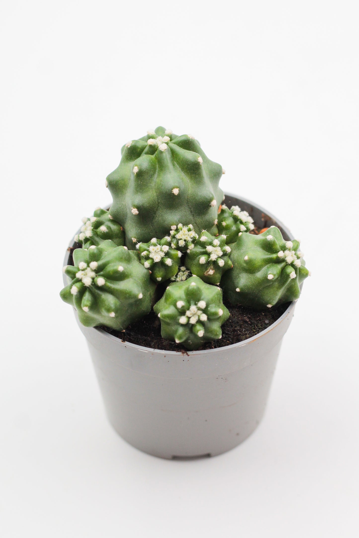 Echinocereus triglochidiatus var. mojavensis