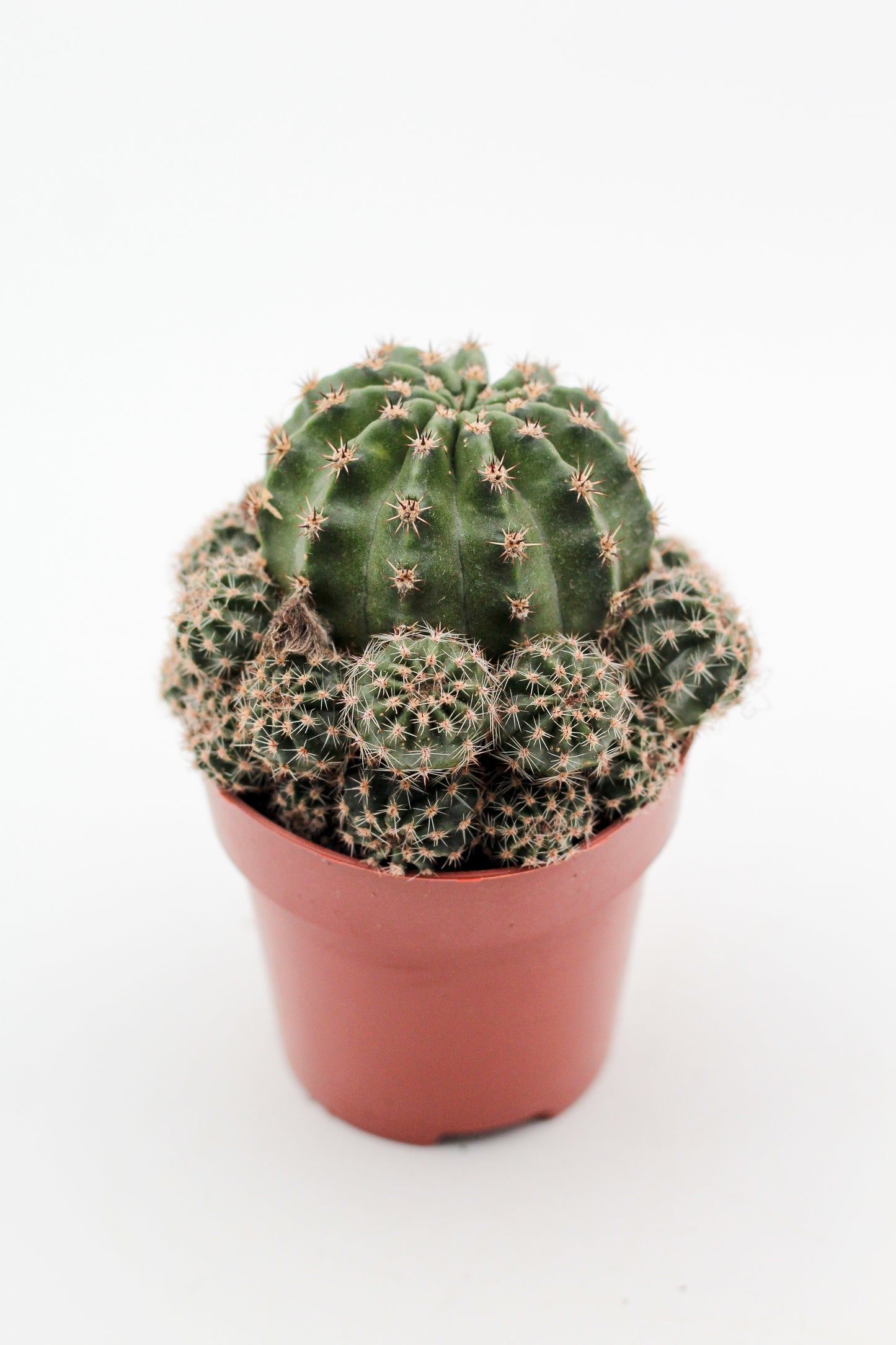 Echinopsis Hybrid