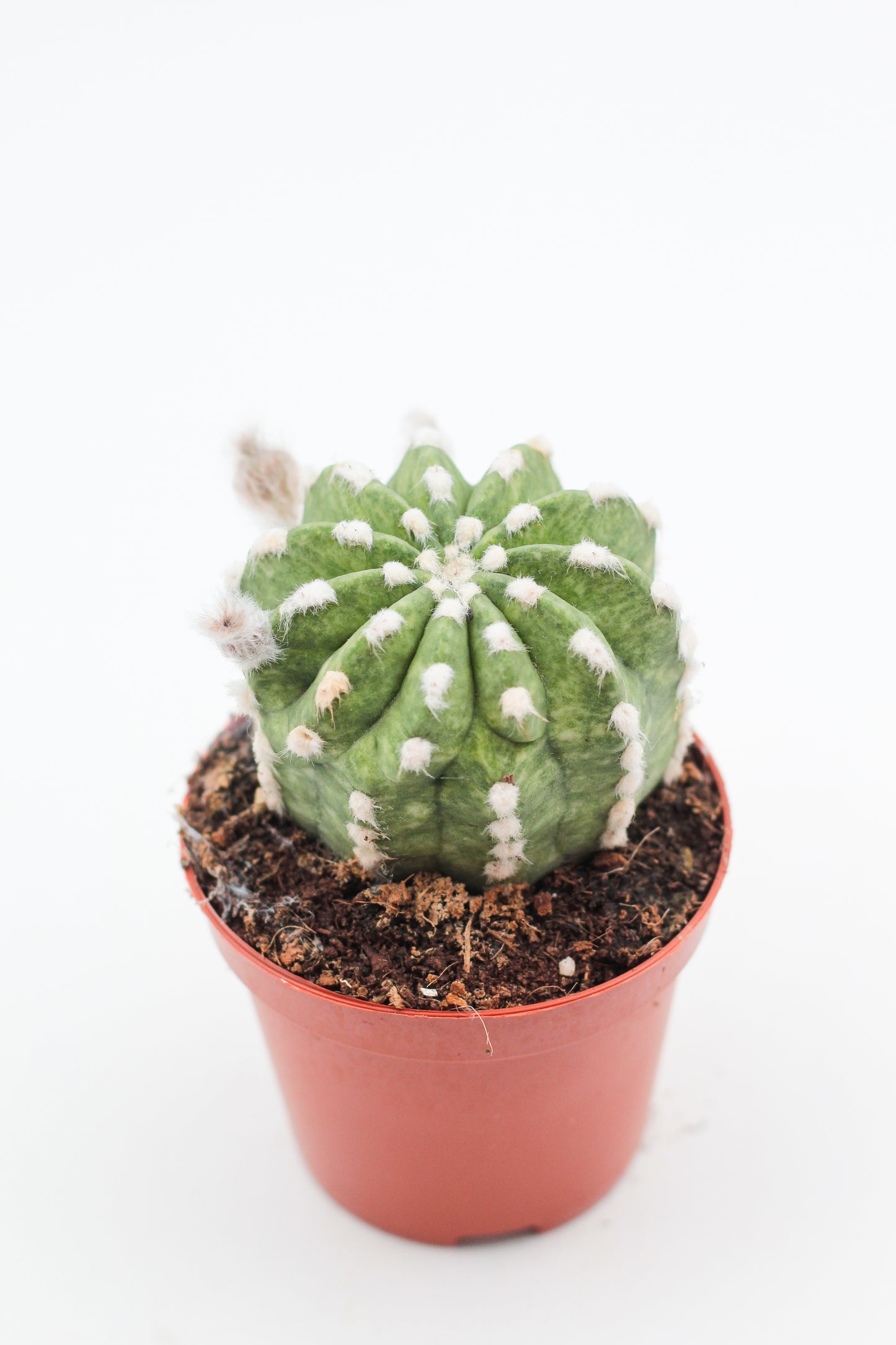 Echinopsis Subdenudata variegata/marbled variegata